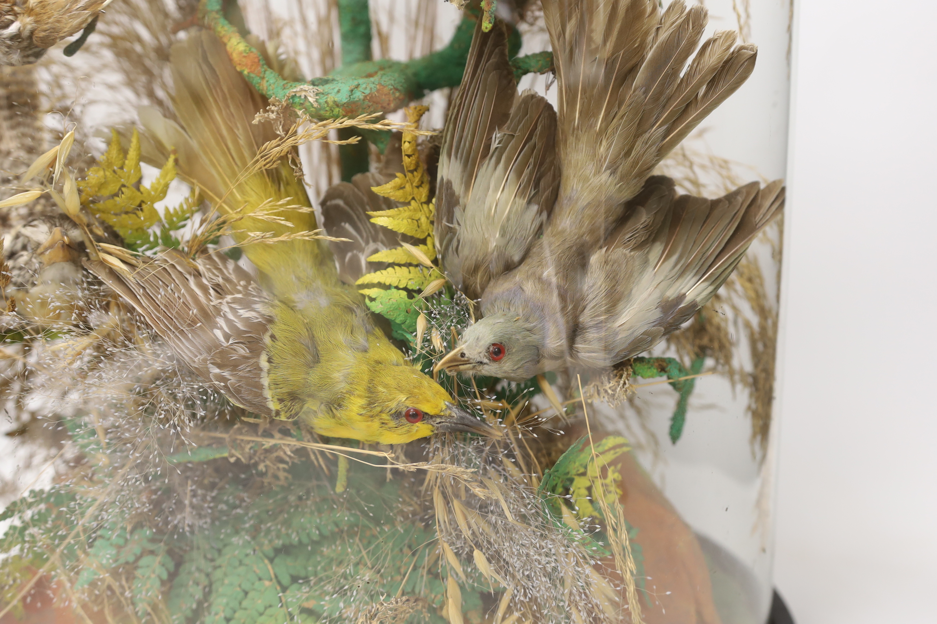 Taxidermy - A Victorian exotic bird group under a glass dome, 59cm high